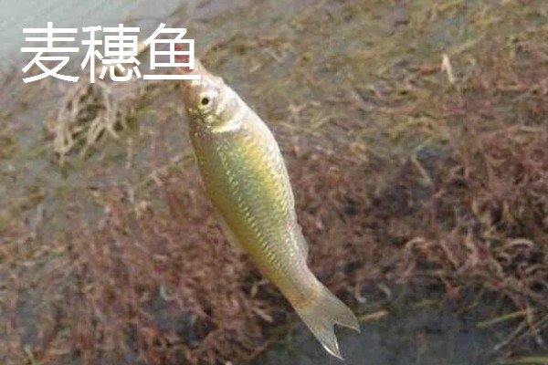 2号秋田狐鱼钩适合用几号子线，主线建议配合1.0号