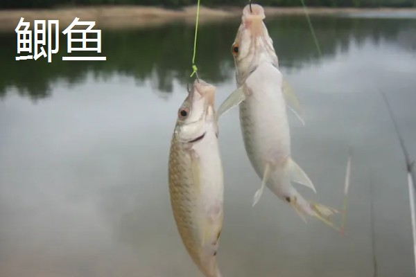 2号秋田狐鱼钩适合用几号子线，主线建议配合1.0号