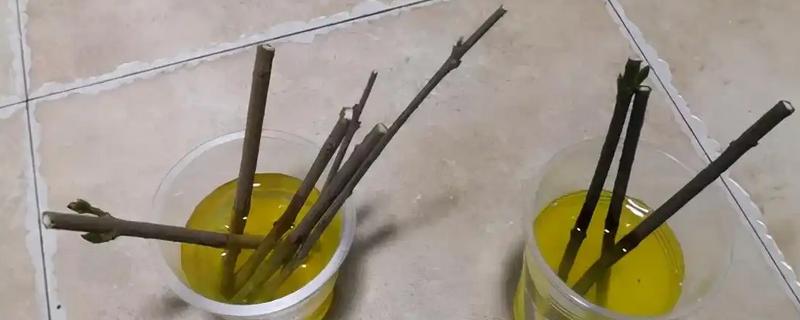 生根水能不能直接浇土壤，浇施后可以加快植物的生根速度