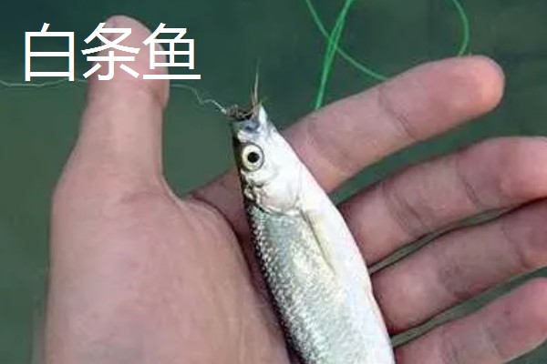 2号秋田狐鱼钩适合用几号子线，主线建议配合1.0号