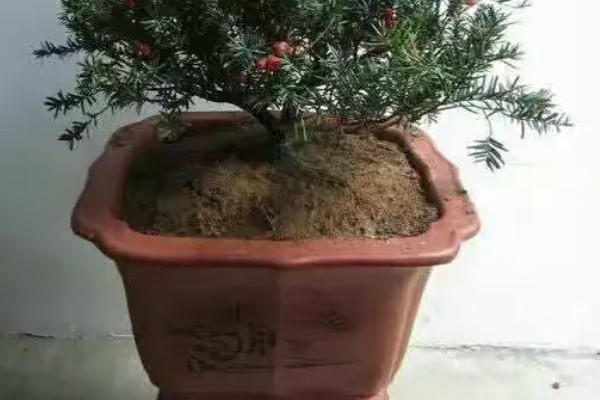 红豆杉盆栽如何养殖,选择陶盆或者瓦盆等种植