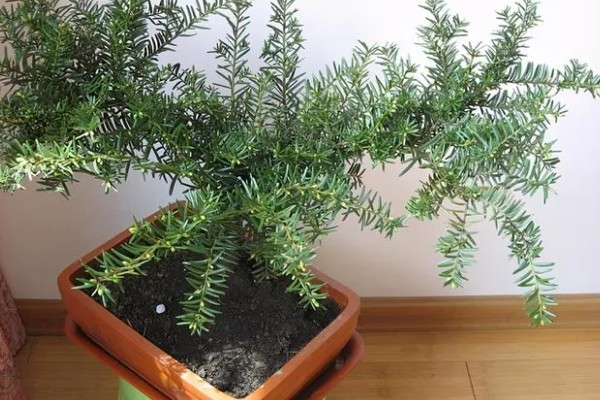 红豆杉盆栽如何养殖,选择陶盆或者瓦盆等种植