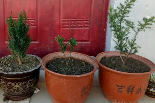红豆杉盆栽如何养殖,选择陶盆或者瓦盆等种植