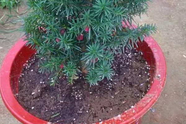 红豆杉盆栽如何养殖,选择陶盆或者瓦盆等种植
