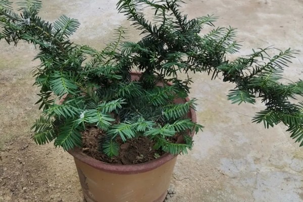 红豆杉盆栽如何养殖,选择陶盆或者瓦盆等种植