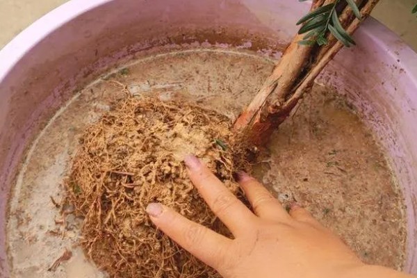 红豆杉盆栽如何养殖,选择陶盆或者瓦盆等种植