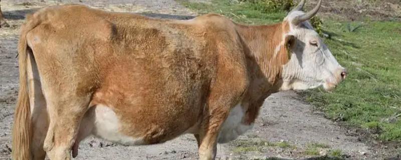 怎么判断母牛产犊性别，做B超检查比较准确