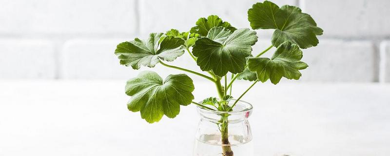 石腊红水培的方法，要选择比较健壮的枝条