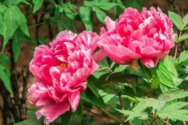 牡丹花的开放时间，一般在4-5月份开放