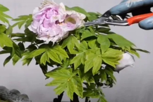 牡丹花的开放时间，一般在4-5月份开放