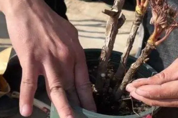 牡丹花的开放时间，一般在4-5月份开放