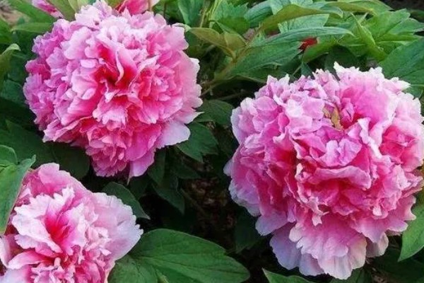 牡丹花的开放时间，一般在4-5月份开放