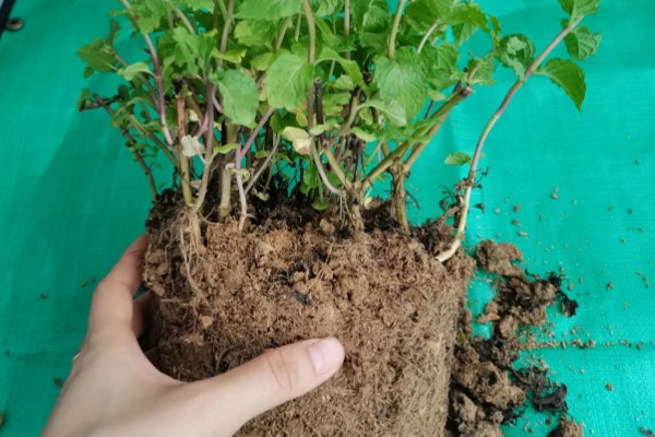薄荷叶子发黄如何解决，缺少阳光时要放在向阳处
