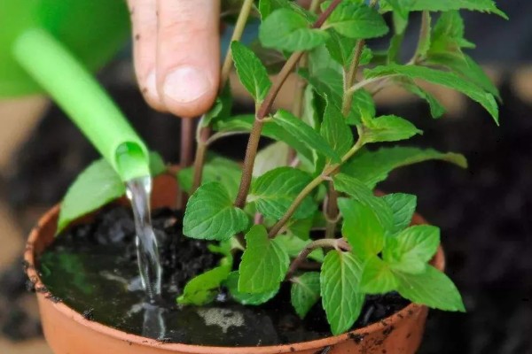 薄荷叶子发黄如何解决，缺少阳光时要放在向阳处