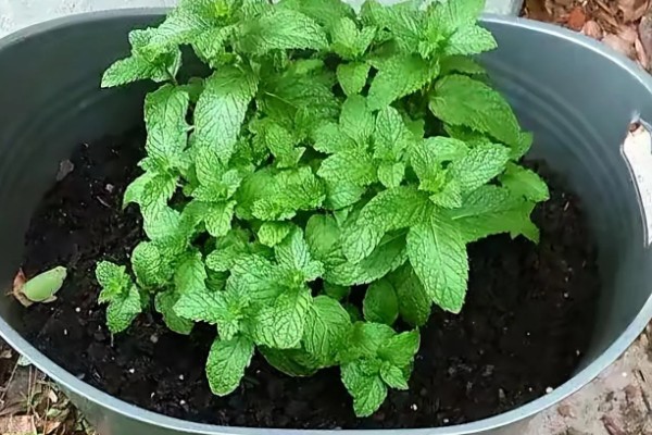 薄荷叶子发黄如何解决，缺少阳光时要放在向阳处