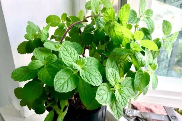 薄荷叶子发黄如何解决，缺少阳光时要放在向阳处