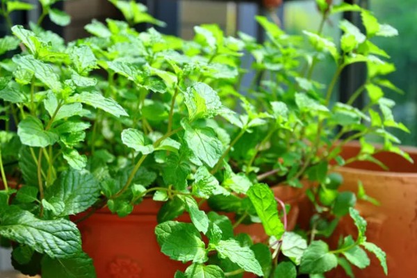 薄荷叶子发黄如何解决，缺少阳光时要放在向阳处