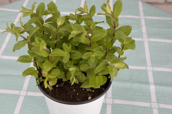 薄荷叶子发黄如何解决，缺少阳光时要放在向阳处