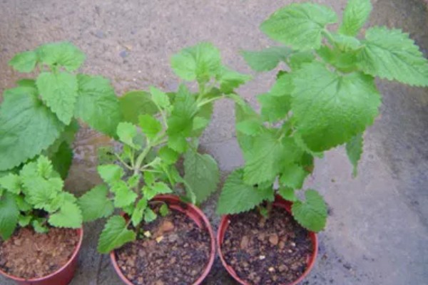 薄荷叶子发黄如何解决，缺少阳光时要放在向阳处