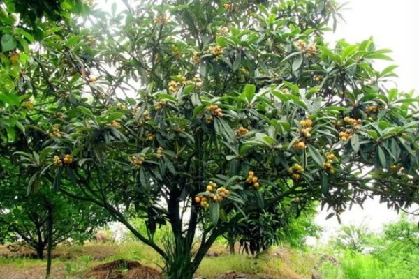 白沙枇杷的种植要求，结果期每天至少要晒3小时的直射光