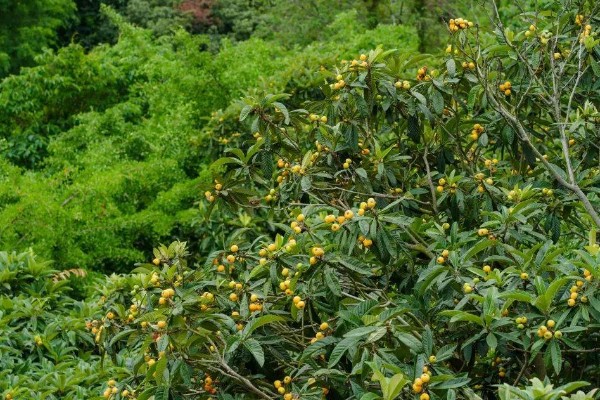 白沙枇杷的种植要求，结果期每天至少要晒3小时的直射光