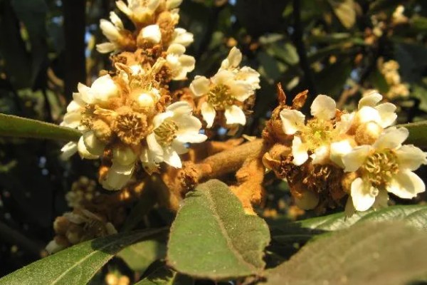 白沙枇杷的种植要求，结果期每天至少要晒3小时的直射光