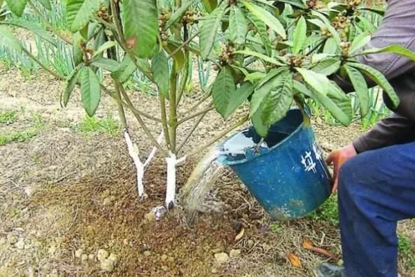 白沙枇杷的种植要求，结果期每天至少要晒3小时的直射光