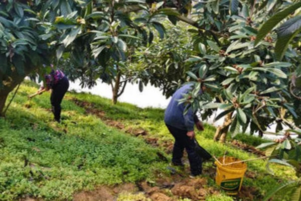 白沙枇杷的种植要求，结果期每天至少要晒3小时的直射光