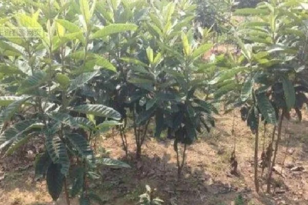 白沙枇杷的种植要求，结果期每天至少要晒3小时的直射光