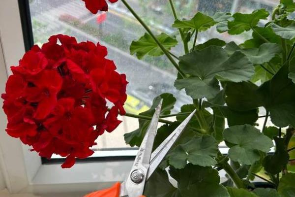 石腊红水培的方法，要选择比较健壮的枝条