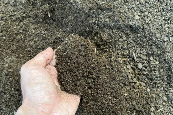 石腊红水培的方法，要选择比较健壮的枝条