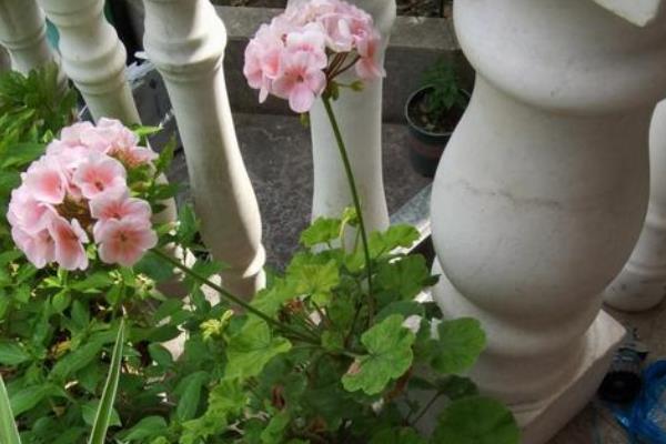 石腊红水培的方法，要选择比较健壮的枝条