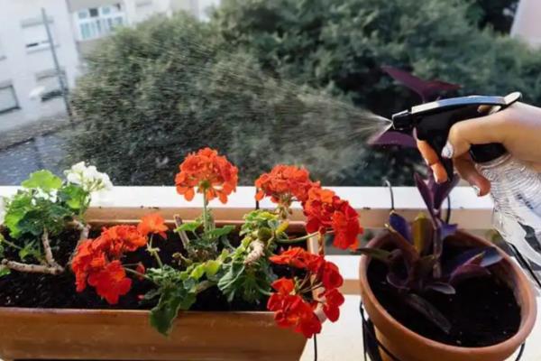 石腊红水培的方法，要选择比较健壮的枝条