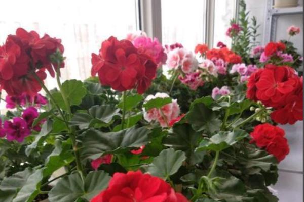 石腊红水培的方法，要选择比较健壮的枝条