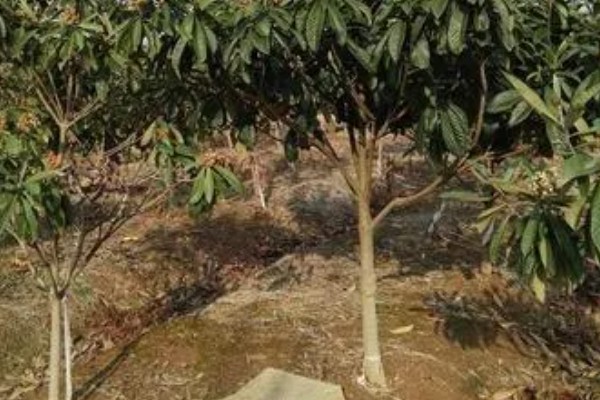 白沙枇杷的种植要求，结果期每天至少要晒3小时的直射光