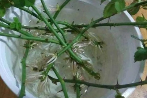 生根水能不能直接浇土壤，浇施后可以加快植物的生根速度