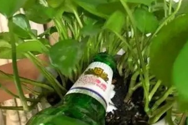 生根水能不能直接浇土壤，浇施后可以加快植物的生根速度