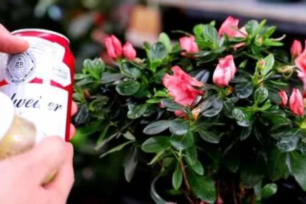 生根水能不能直接浇土壤，浇施后可以加快植物的生根速度