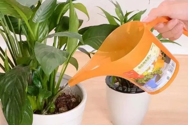 生根水能不能直接浇土壤，浇施后可以加快植物的生根速度