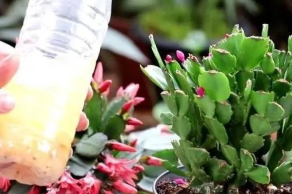 生根水能不能直接浇土壤，浇施后可以加快植物的生根速度