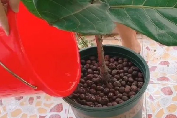 生根水能不能直接浇土壤，浇施后可以加快植物的生根速度