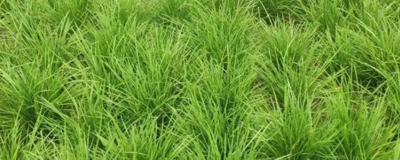 麦冬的种植技术，多用分株的方式进行繁殖