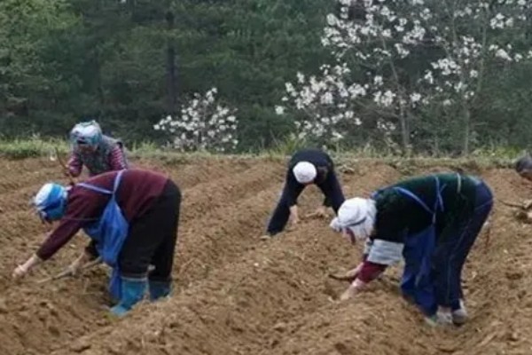 麦冬的种植技术，多用分株的方式进行繁殖