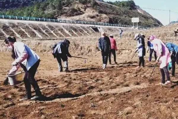 麦冬的种植技术，多用分株的方式进行繁殖