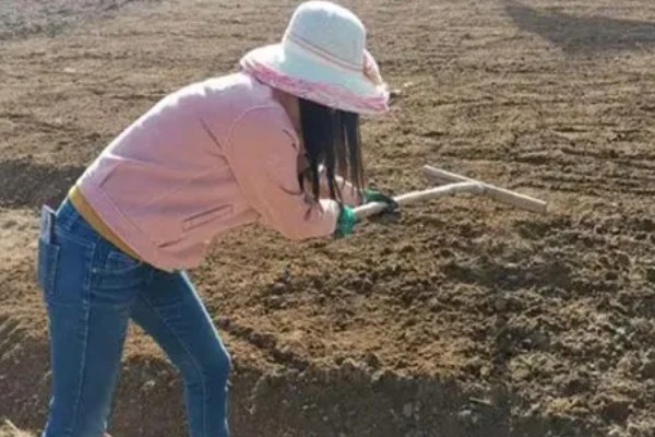 麦冬的种植技术，多用分株的方式进行繁殖