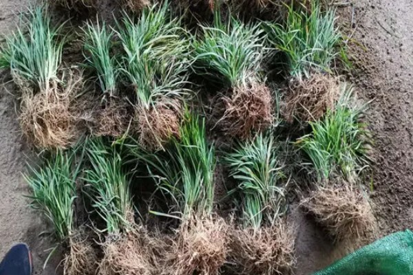 麦冬的种植技术，多用分株的方式进行繁殖