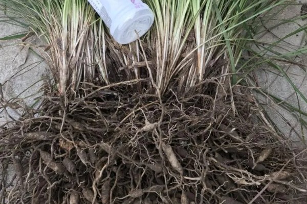 麦冬的种植技术，多用分株的方式进行繁殖