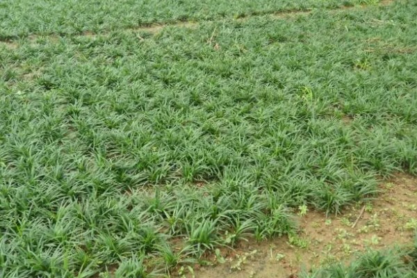 麦冬的种植技术，多用分株的方式进行繁殖