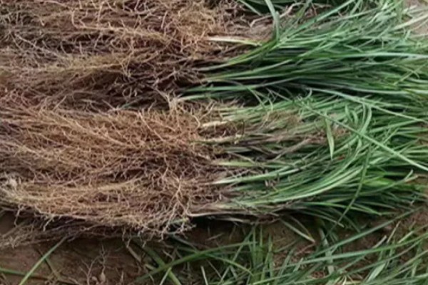 麦冬的种植技术，多用分株的方式进行繁殖