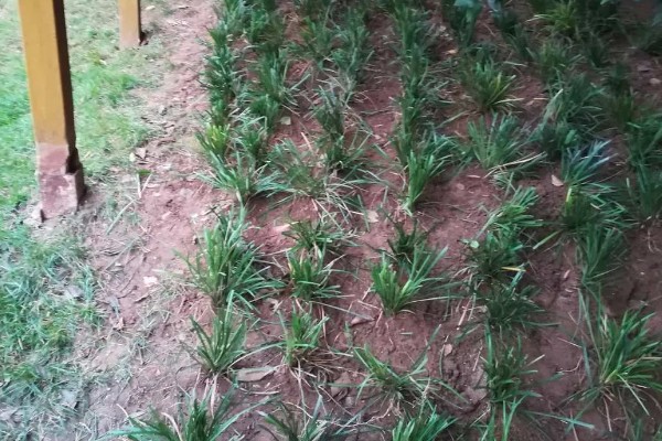 麦冬的种植技术，多用分株的方式进行繁殖